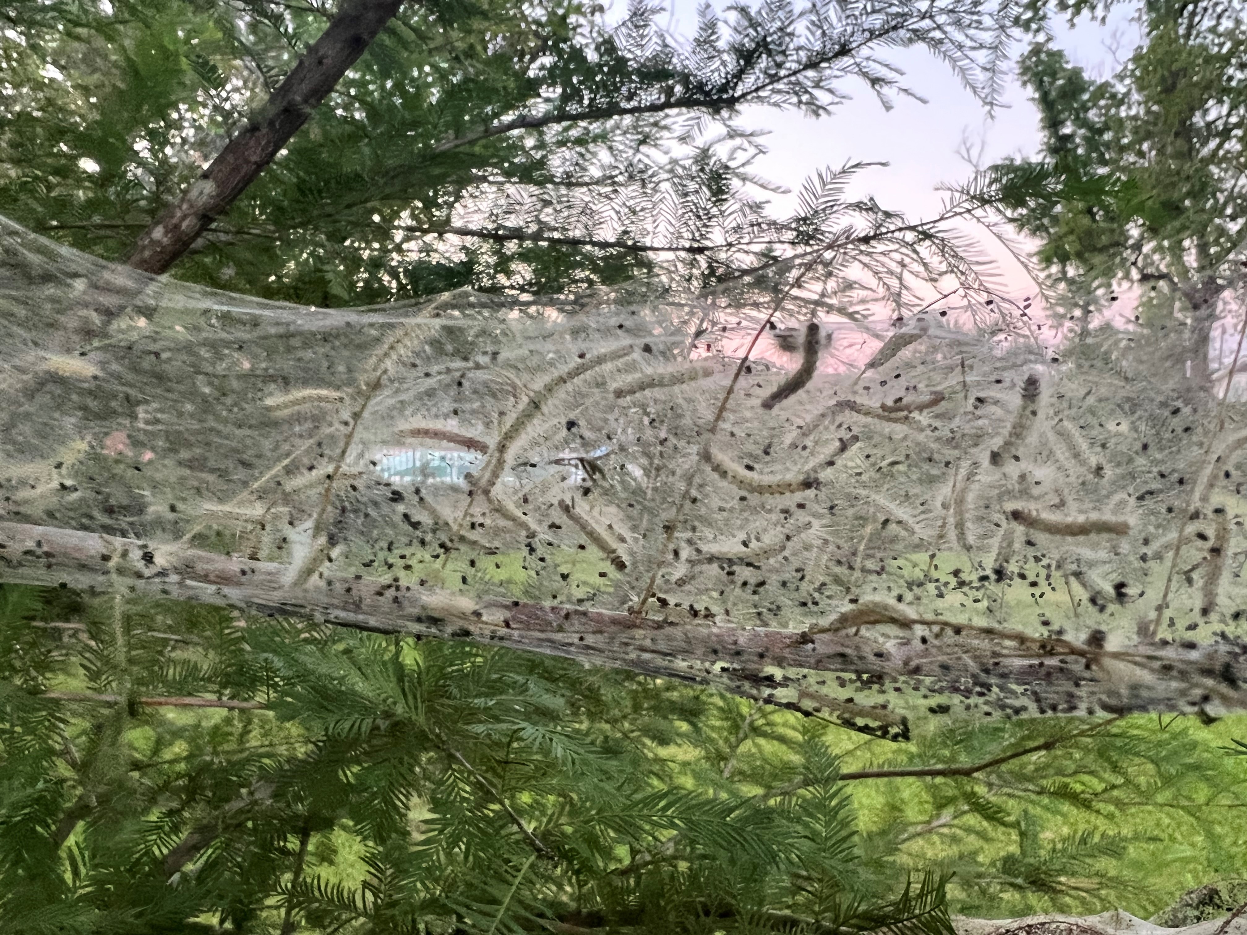 Fall Webworms